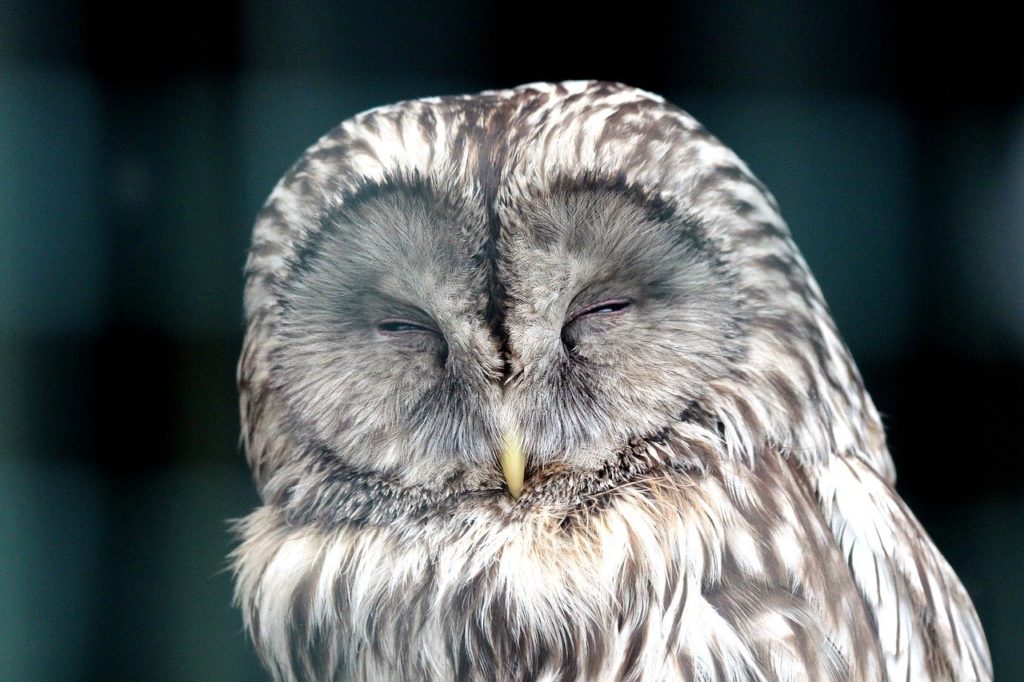 Owl Bird Front Disc Sleeps Beak 