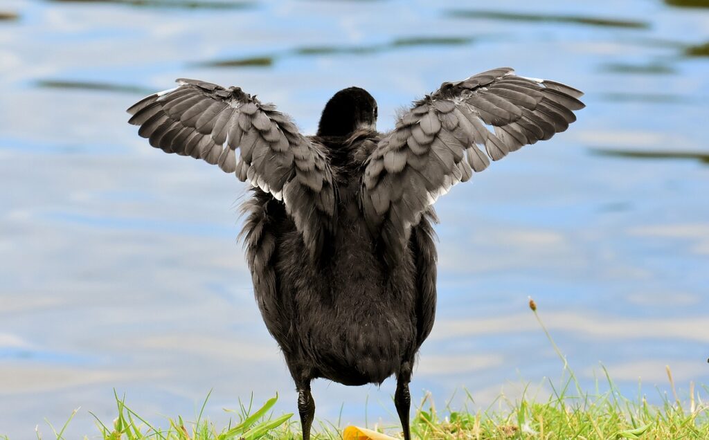 coot, chick, wing-3514311.jpg
